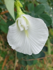 Clitoria ternatea albiflora