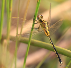 Orthetrum icteromelas