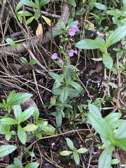 Limnophila aromatica