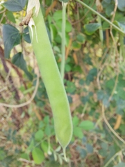 Clitoria ternatea albiflora