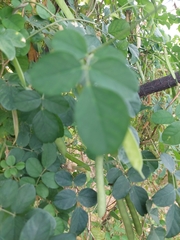 Clitoria ternatea albiflora