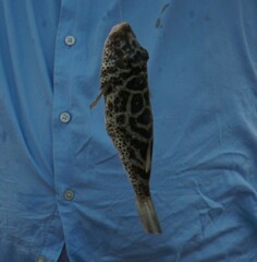 Sphoeroides testudineus