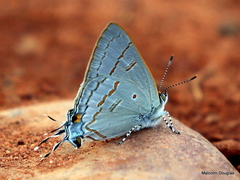 Hypolycaena philippus