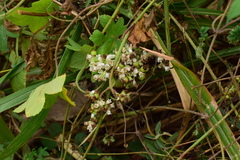Cuscuta japonica