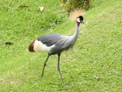 Balearica regulorum