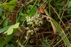 Cuscuta japonica