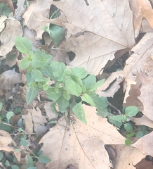 Amaranthus deflexus