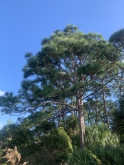 Pinus palustris