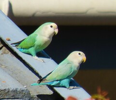 Agapornis roseicollis