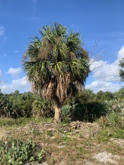 Sabal palmetto