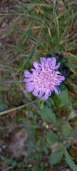 Dipsacoideae