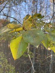 Pyrus communis