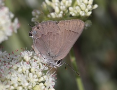 Satyrium saepium