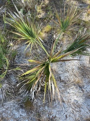 Serenoa repens