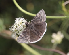 Erynnis funeralis