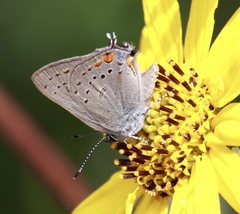 Satyrium californica
