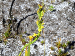 Tritoniopsis bicolor