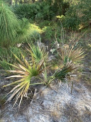 Serenoa repens