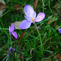 Crocus banaticus