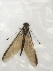 Ascalohybris subjacens