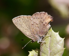 Callophrys augustinus