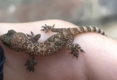 Hemidactylus turcicus