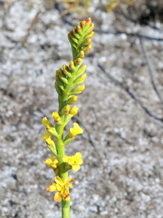 Tritoniopsis bicolor