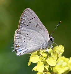 Satyrium sylvinus