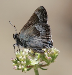 Satyrium tetra