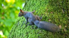 Sciurus vulgaris