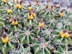 Ferocactus robustus