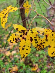 Cercospora liquidambaris