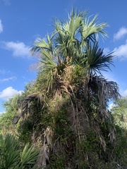 Sabal palmetto
