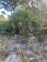 Andropogon capillipes