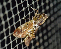 Macalla phaeobasalis