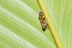 Portaninae