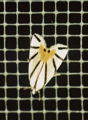Dichogama prognealis