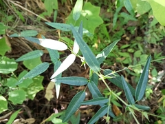 Desmodium cordistipulum