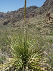 Dasylirion leiophyllum