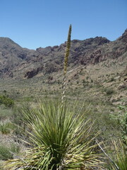Dasylirion leiophyllum