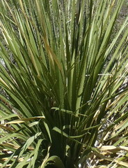 Dasylirion leiophyllum