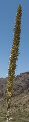Dasylirion leiophyllum