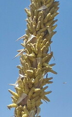 Dasylirion leiophyllum