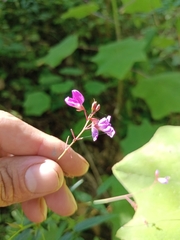 Desmodium cordistipulum