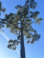 Pinus serotina