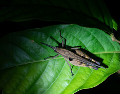 Xiphiola cyanoptera