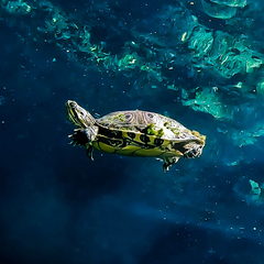 Trachemys venusta iversoni