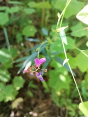 Desmodium cordistipulum