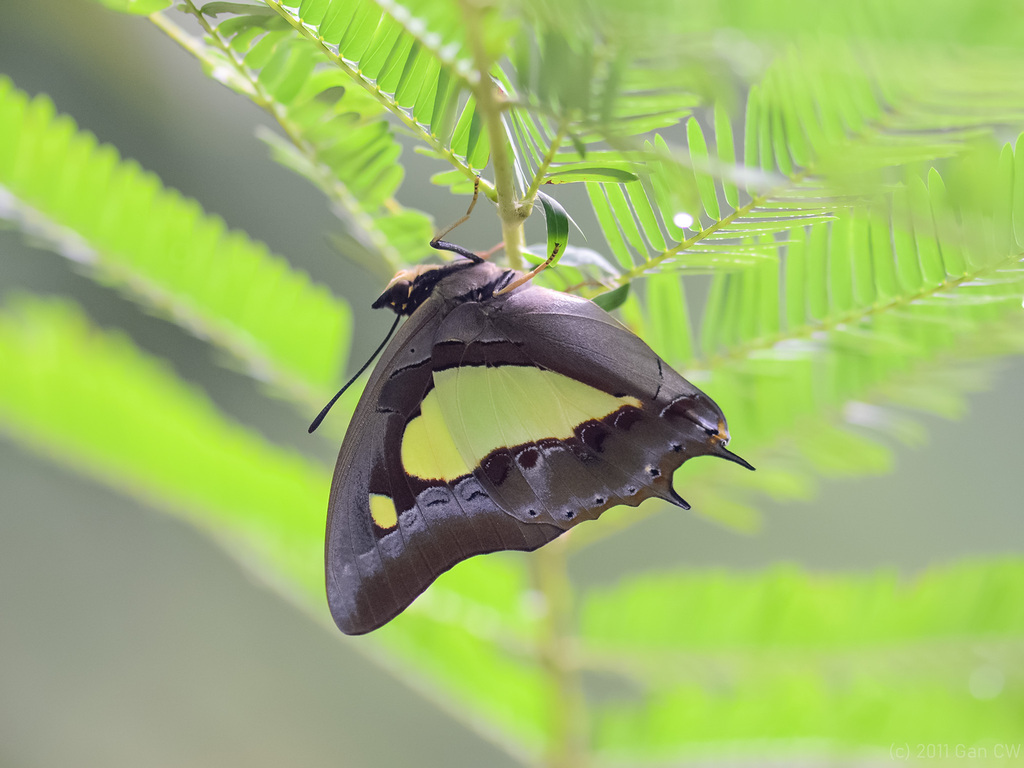 大二尾蛱蝶（Polyura athamas）