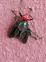 Bromophila caffra